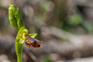 ophrys lutea x speculum ophrys lutea x speculum