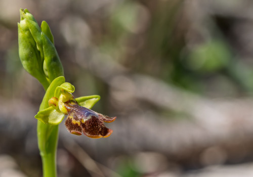 ophrys lutea x speculum