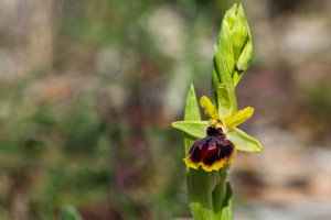 ophrys passionis 10 ophrys passionis 10