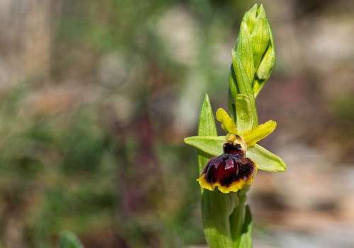 ophrys passionis 10