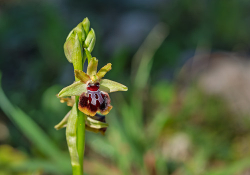 ophrys passionis x provincialis