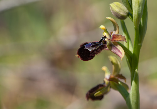 ophrys passionis x speculum