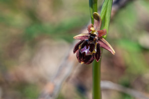 ophrys passionis x speculum ophrys passionis x speculum
