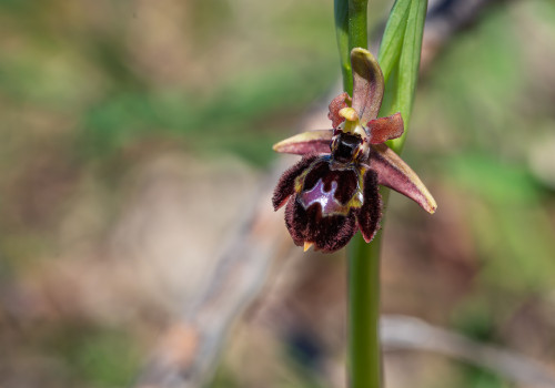 ophrys passionis x speculum