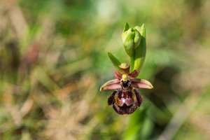 ophrys passionis x speculum ophrys passionis x speculum