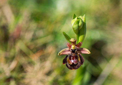 ophrys passionis x speculum