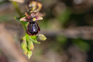 ophrys passionis x speculum ophrys passionis x speculum