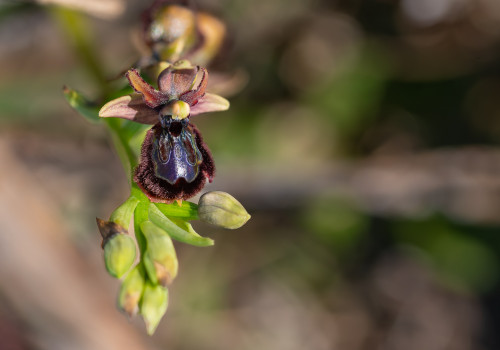 ophrys passionis x speculum