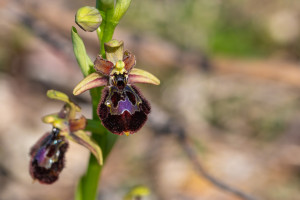 ophrys passionis x speculum ophrys passionis x speculum