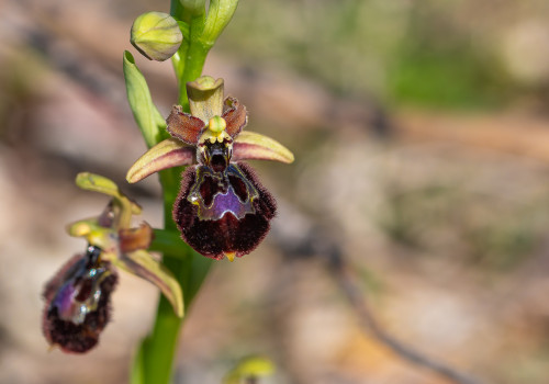 ophrys passionis x speculum