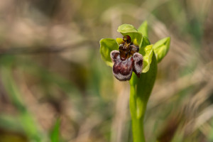 ophrys bombyliflora ophrys bombyliflora