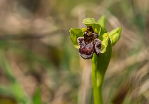 ophrys bombyliflora