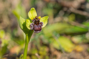 ophrys bombyliflora ophrys bombyliflora
