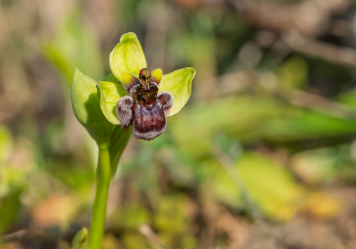 ophrys bombyliflora
