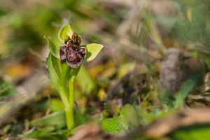 ophrys bombyliflora ophrys bombyliflora