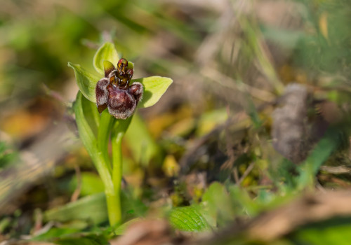 ophrys bombyliflora