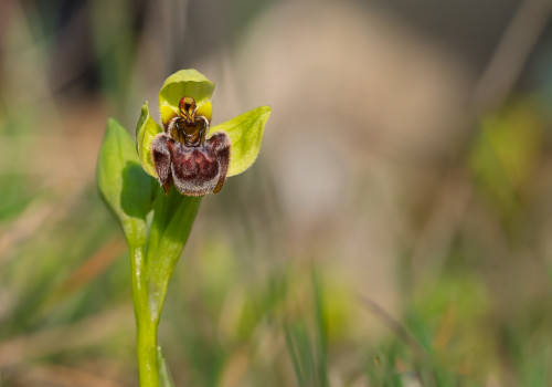 ophrys bombyliflora