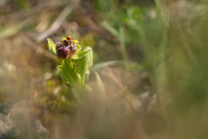 ophrys bombyliflora ophrys bombyliflora