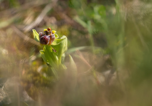 ophrys bombyliflora