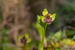 ophrys bombyliflora ophrys bombyliflora