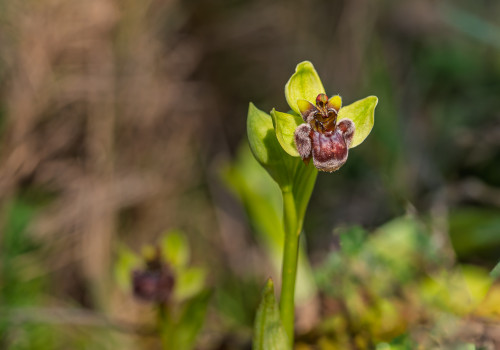 ophrys bombyliflora