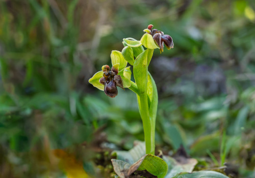 ophrys bombyliflora