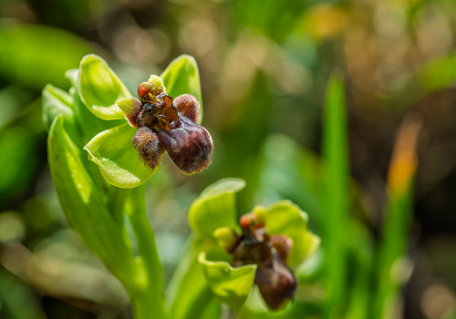 ophrys bombyliflora