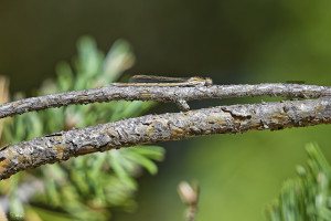 sympecma fusca leste brun femelle 16 dxo sympecma fusca leste brun femelle 16 dxo