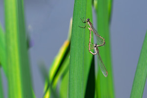 sympecma fusca le leste brun coeur copulatoire sympecma fusca le leste brun coeur copulatoire