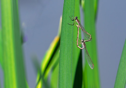 sympecma fusca  le leste brun  coeur copulatoire
