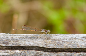 sympecma fusca le leste brun femelle sympecma fusca le leste brun femelle