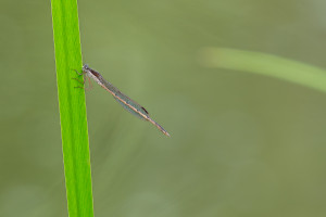 sympecma fusca le leste brun femelle sympecma fusca le leste brun femelle