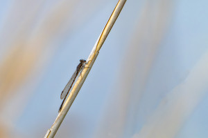 sympecma fusca le leste brun male sympecma fusca le leste brun male