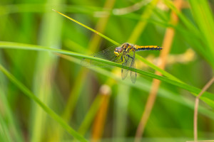 sympetrum danae sympetrum noir femelle sympetrum danae sympetrum noir femelle