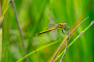 sympetrum danae sympetrum noir femelle sympetrum danae sympetrum noir femelle