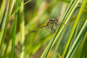 sympetrum danae sympetrum noir male sympetrum danae sympetrum noir male