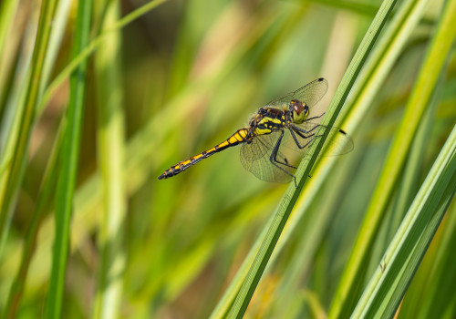 sympetrum danae sympetrum noir male sympetrum danae sympetrum noir male