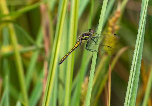 sympetrum danae sympetrum noir male sympetrum danae sympetrum noir male