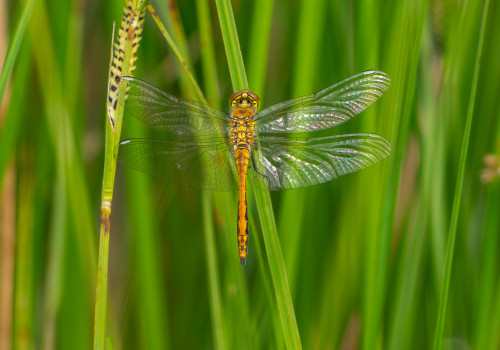 sympetrum danae sympetrum noir male sympetrum danae sympetrum noir male