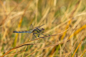 sympetrum danae le sympetrum noir femelle sympetrum danae le sympetrum noir femelle
