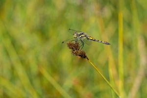 sympetrum danae le sympetrum noir male sympetrum danae le sympetrum noir male