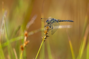 sympetrum danae le sympetrum noir male sympetrum danae le sympetrum noir male