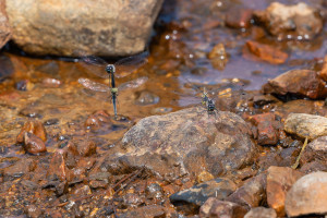 sympetrum danae le sympetrum noir ponte sympetrum danae le sympetrum noir ponte