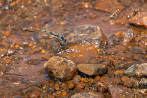 sympetrum danae le sympetrum noir tandem sympetrum danae le sympetrum noir tandem