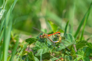sympetrum depressiusculum sympetrum deprime coeur copulatoire sympetrum depressiusculum sympetrum deprime coeur copulatoire