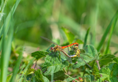 sympetrum depressiusculum sympetrum deprime coeur copulatoire sympetrum depressiusculum sympetrum deprime coeur copulatoire