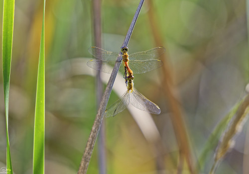 sympetrum depressiusculum   sympetrum deprime coeur copulatoire 11 dxo
