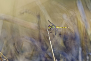 sympetrum depressiusculum sympetrum deprime femelle 12 dxo sympetrum depressiusculum sympetrum deprime femelle 12 dxo