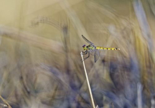 sympetrum depressiusculum   sympetrum deprime femelle 12 dxo