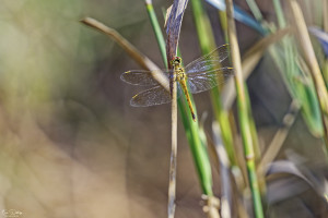 sympetrum depressiusculum sympetrum deprime femelle 14 dxo sympetrum depressiusculum sympetrum deprime femelle 14 dxo